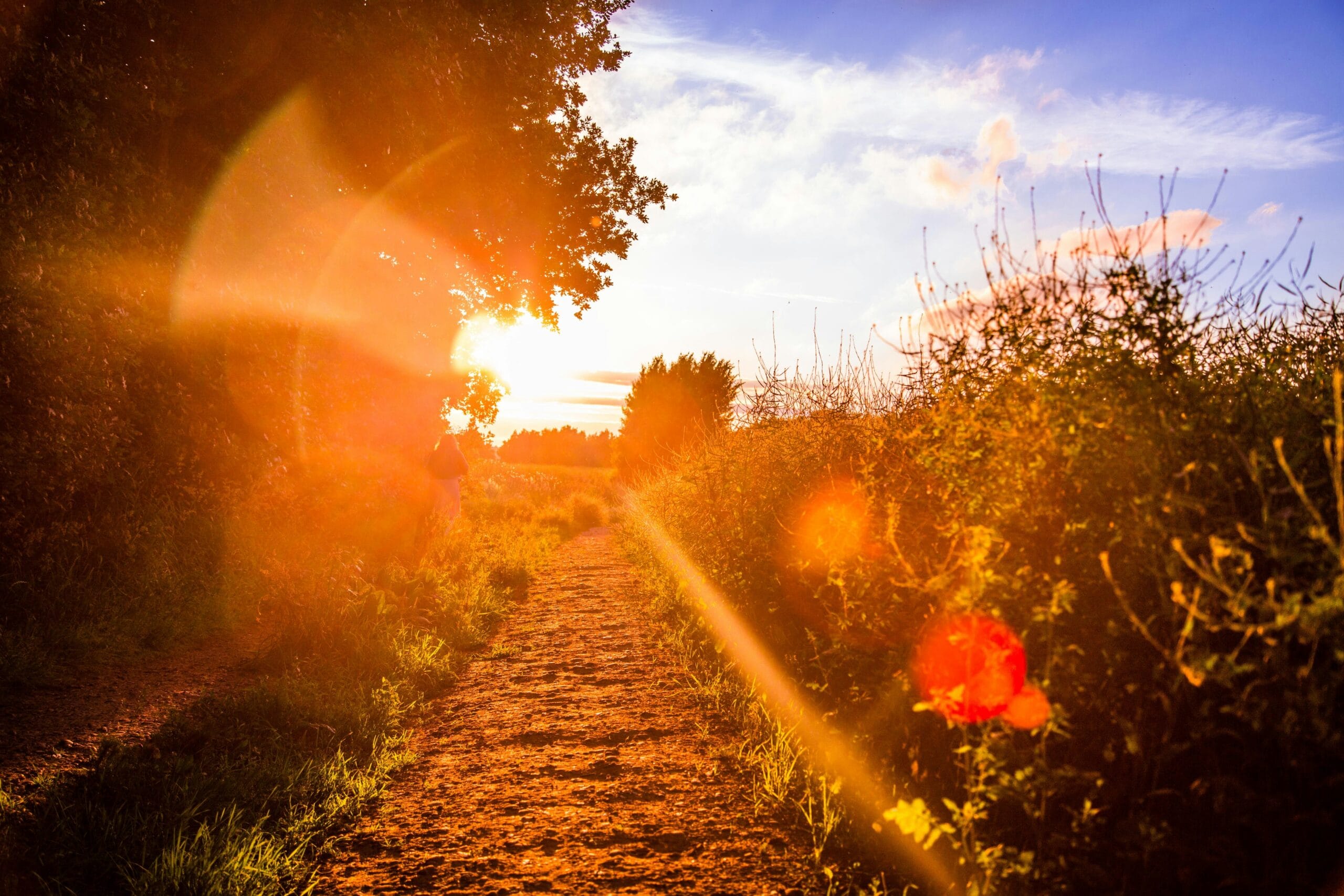 Angella Clarke-Jervoise A dirt path runs between tall grass and bushes at sunset, with bright sunlight and lens flare creating a warm, orange glow.